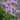 Organic Wild Bergamot