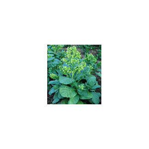 description of tobacco Tobacco | Title: Tobacco Description: tobacco; tobacco block…