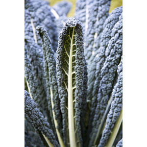 Organic Non-GMO Dinosaur Kale