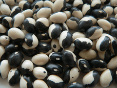 Organic Non-GMO Orca/ Calypso/Ying Yang Bush Beans