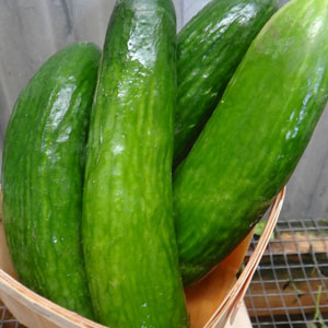 Organic Non-GMO Super Zagros Cucumber