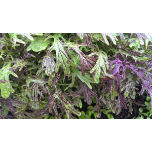 Organic Non-GMO Purple Mizuna