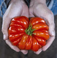 Organic Non-GMO Costoluto Genovese Tomato