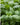 Herb Seeds