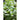 Organic Basil Sweet Thai