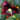 Organic Poppy Drama Queen