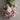 Organic Strawflower Silvery Rose
