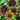Organic Sunflower Ornamental Mix