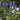Organic Anise Hyssop