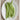 Organic Northeaster Pole Beans