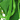 Organic Non-GMO Kentucky Wonder Pole Beans