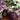 Organic Purple Sprouting Broccoli