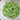 Organic French Garden Filet Bush Bean