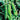 Organic Non-GMO Lincoln Shelling Pea