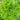 Organic Lingua di Canarino Lettuce