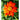 Organic Mexican Torch Sunflower