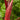 Organic Non-GMO Burgundy Okra