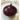 Organic Cipollini Red Geneva Onion