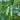 Organic Sugar Daddy Sugar Snap Pea