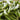 Organic Non-GMO Green Arrow Shelling Pea