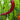 Organic Non-GMO Jimmy Nardello Sweet Pepper