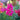 Organic Snapdragon Bertrand's Giant