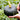 Organic Non-GMO Burgess Buttercup Winter Squash