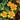 Organic Marigold Tangerine Gem