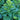 Organic Tobacco Hopi