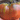 Organic Brandywine Red Tomato