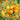 Organic Yellow Currant Tomato