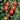 Organic Peacevine Cherry Tomato