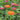 Organic Zinnia California Giant