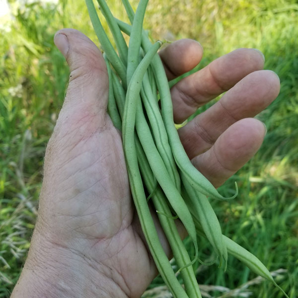 Organic Non-GMO Maxibel Beans, Haricot Vert, French Filet Bean