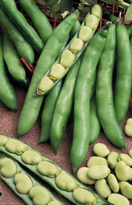 Organic Non-GMO Fava Beans
