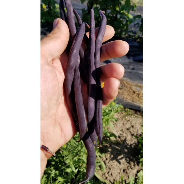 Organic Non-GMO Trionfo Violetto Pole Beans