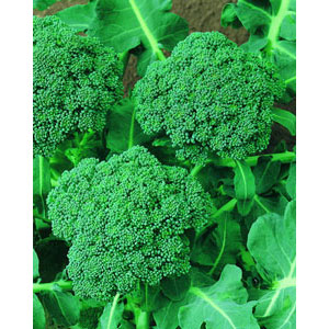 Organic Non-GMO Broccoli di Ciccio