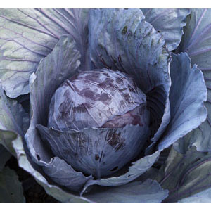 Organic Non-GMO Cabbage Red Acre