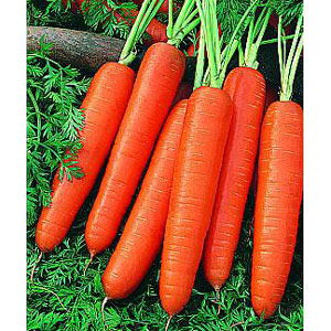 Organic Non-GMO Scarlett Nantes Carrot