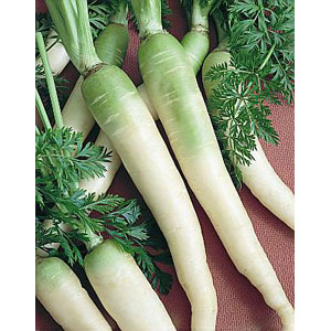 Organic Non-GMO Lunar White Carrot