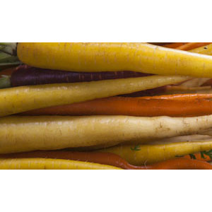 Organic Non_GMO Solar Yellow Carrot