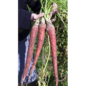 Organic Non-GMO Atomic Red Carrot