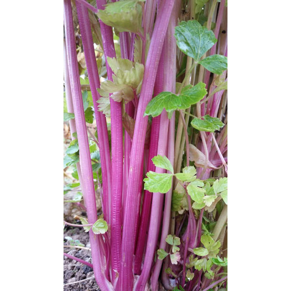 Organic Non-GMO Celery Pink Stalk