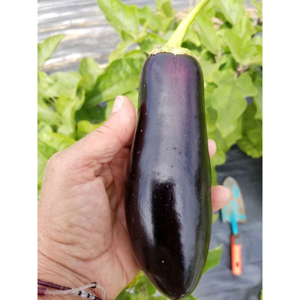 Organic Non-GMO Diamond Eggplant