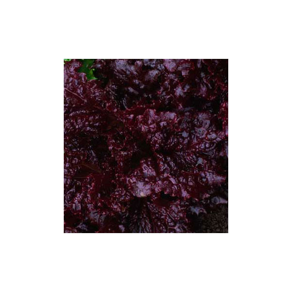 Organic Non-GMO Merlot Lettuce