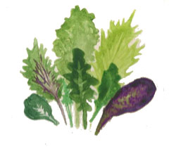 Organic Non-GMO Asian Greens Salad Mix