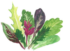 Organic Non-GMO Mild Salad Mix