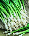 Organic Non-GMO Tokyo Long White Bunching Onion