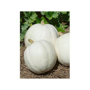 Organic Non-GMO White Caspar Pumpkin