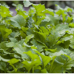 Organic Non-GMO Broccoli Raab/Rapini